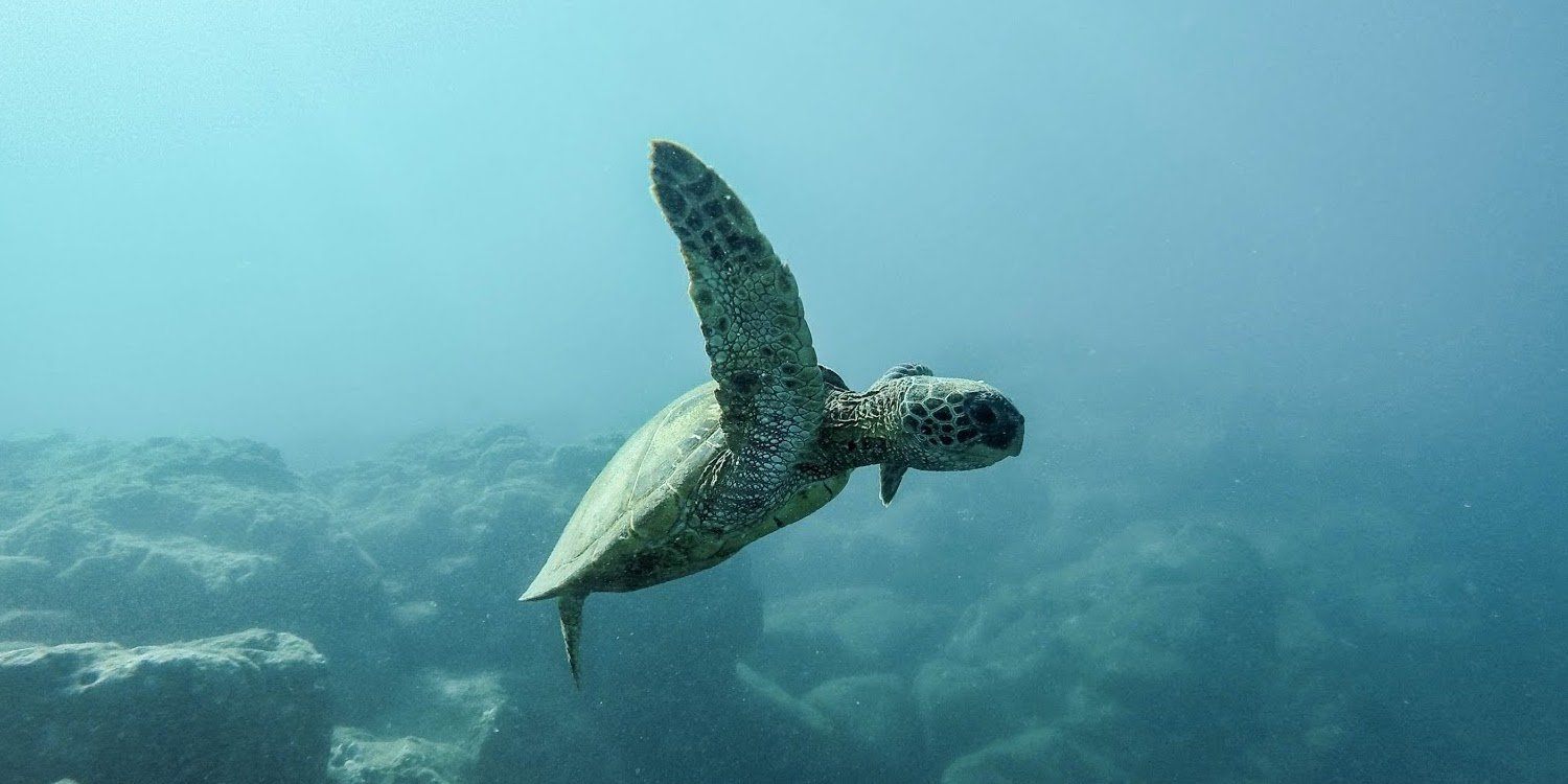 Sea Turtle Swimming