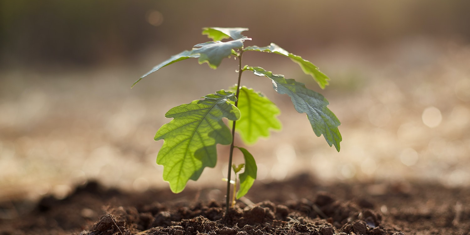 Tree Sapling