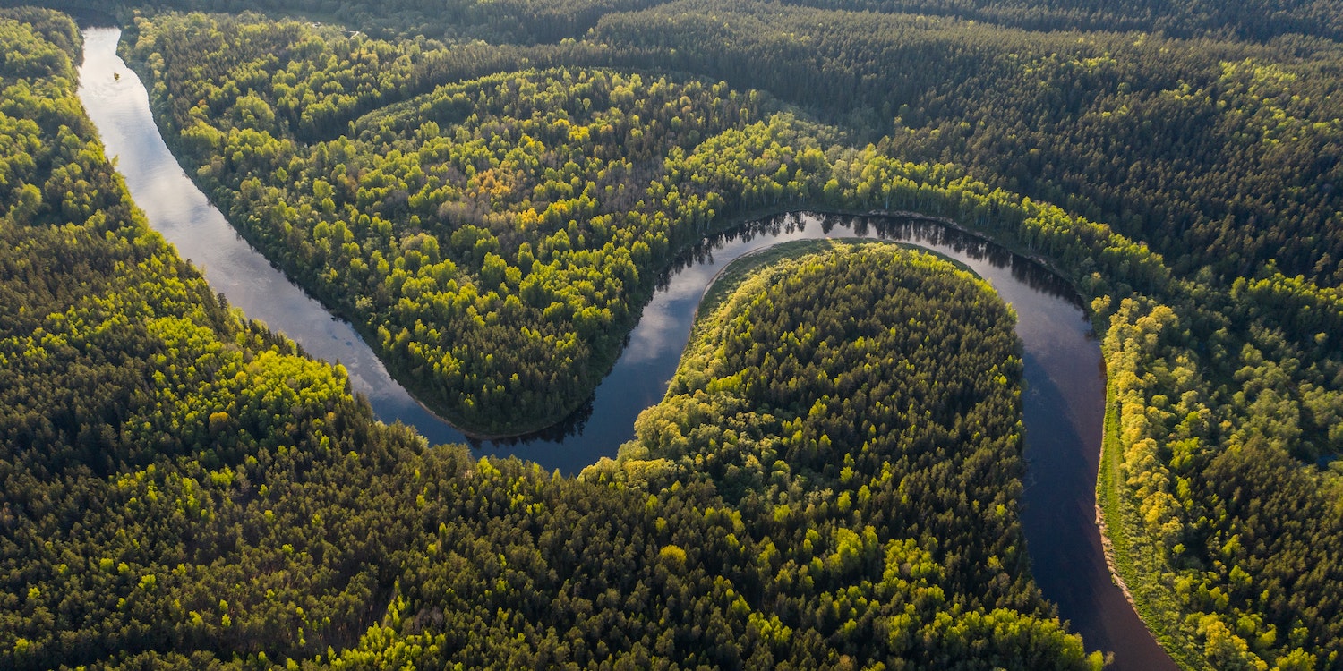 Rainforest Banner