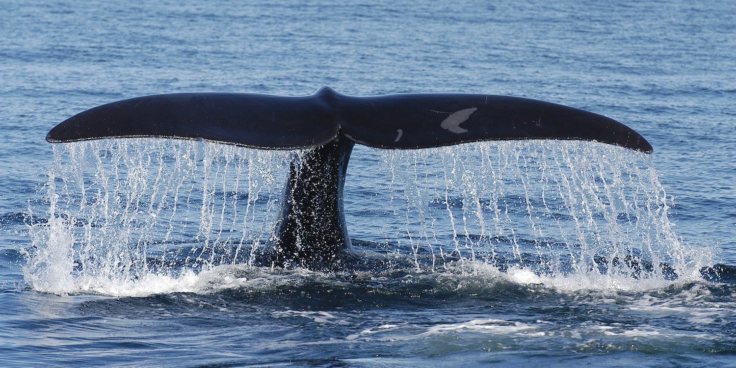Right Whale Tale