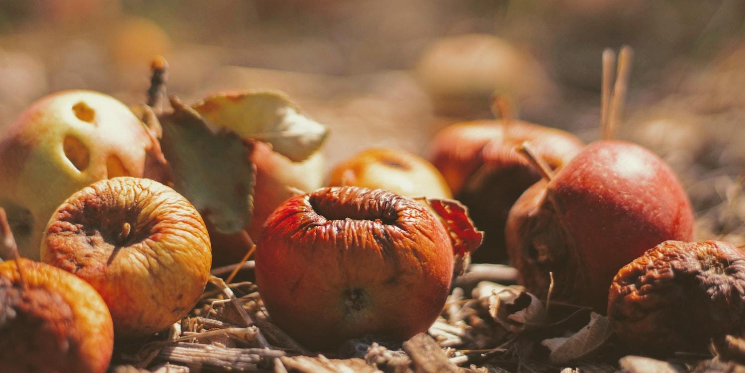 Rotting Apples as the Biodegrade