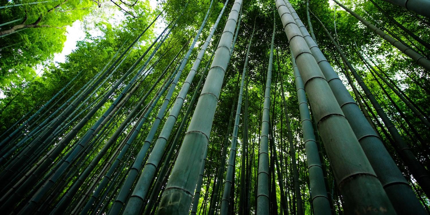 Bamboo