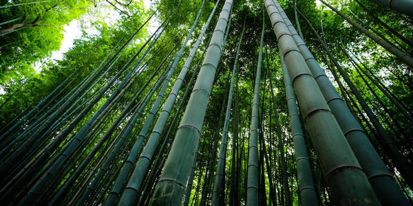 Bamboo education: Learning the environmental benefits of bamboo