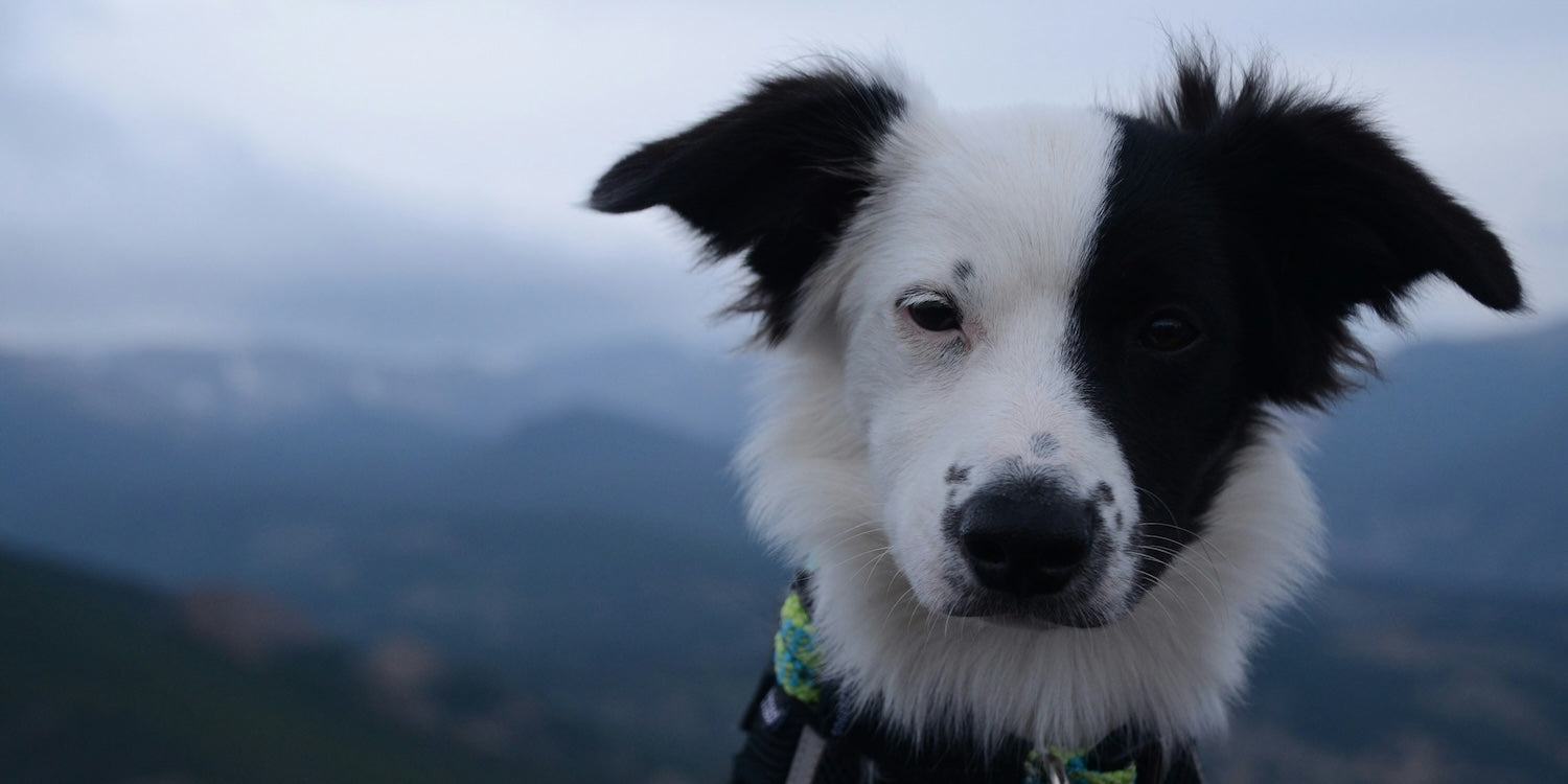 Border Collie Looking Directly At Camera