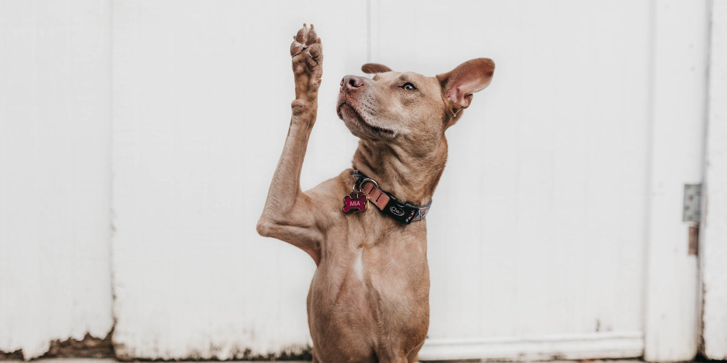 Dog Raising Paw