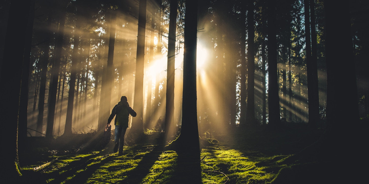 Man Walking In The Woods - Forest Bathing