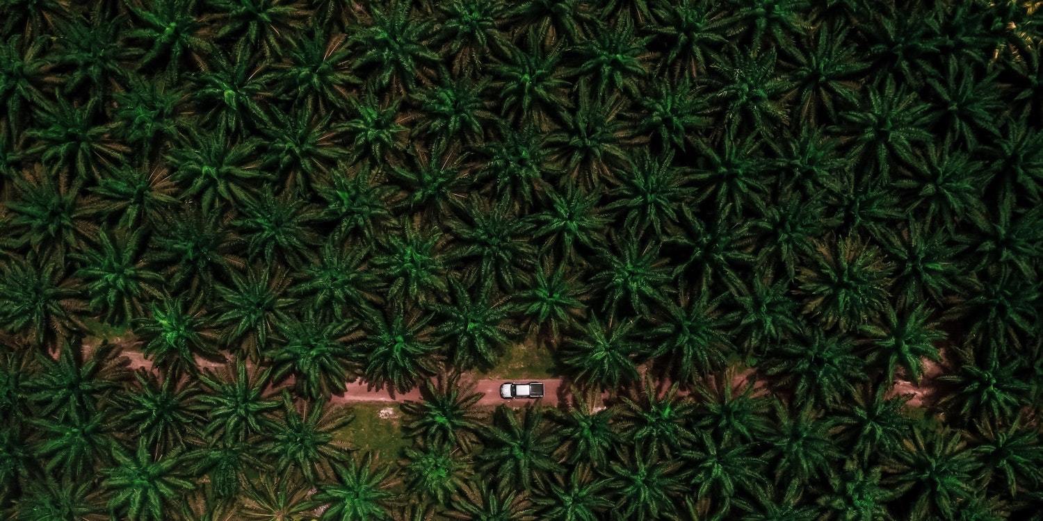 Palm Oil Trees