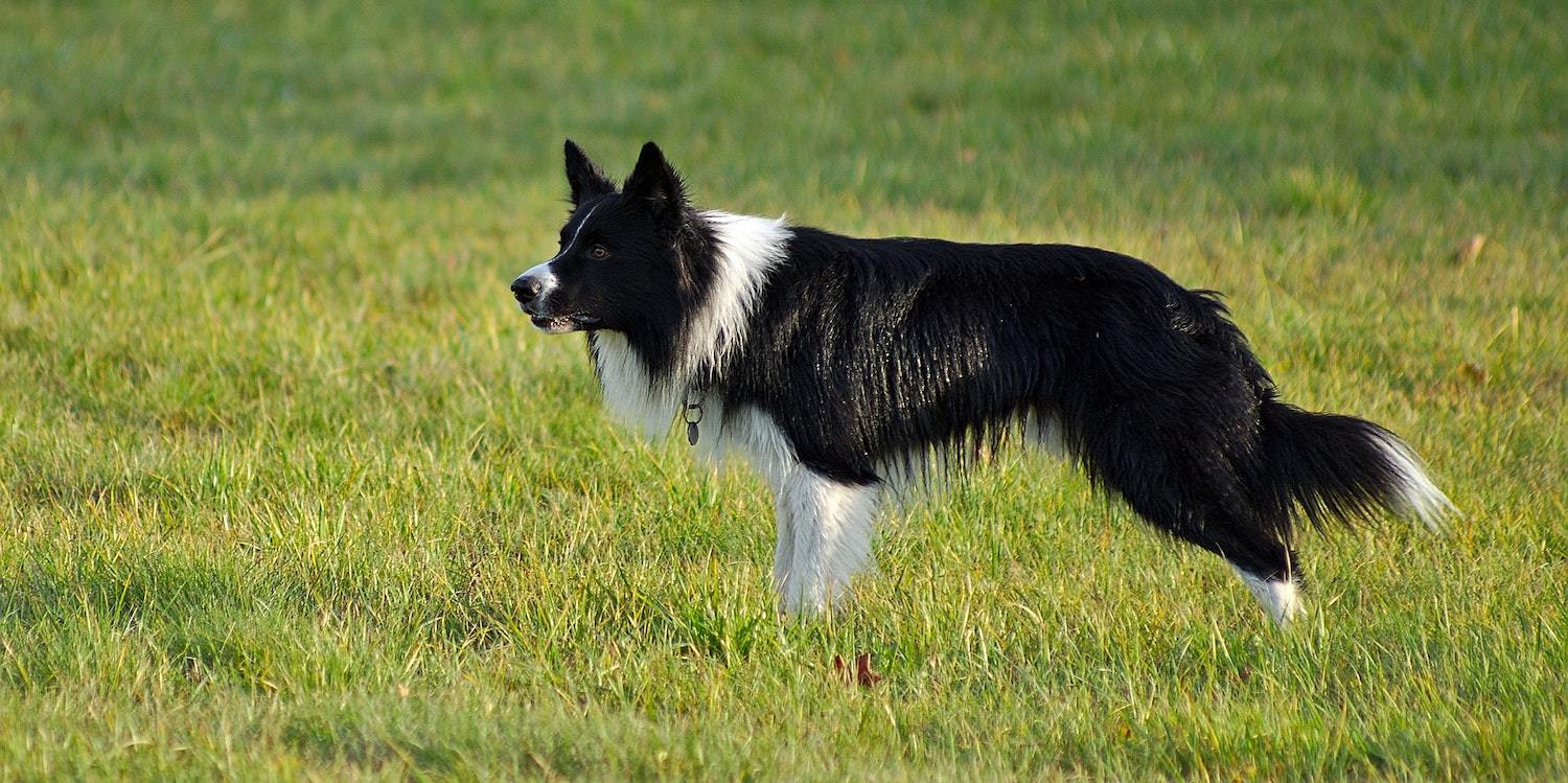 Border Collie Dog