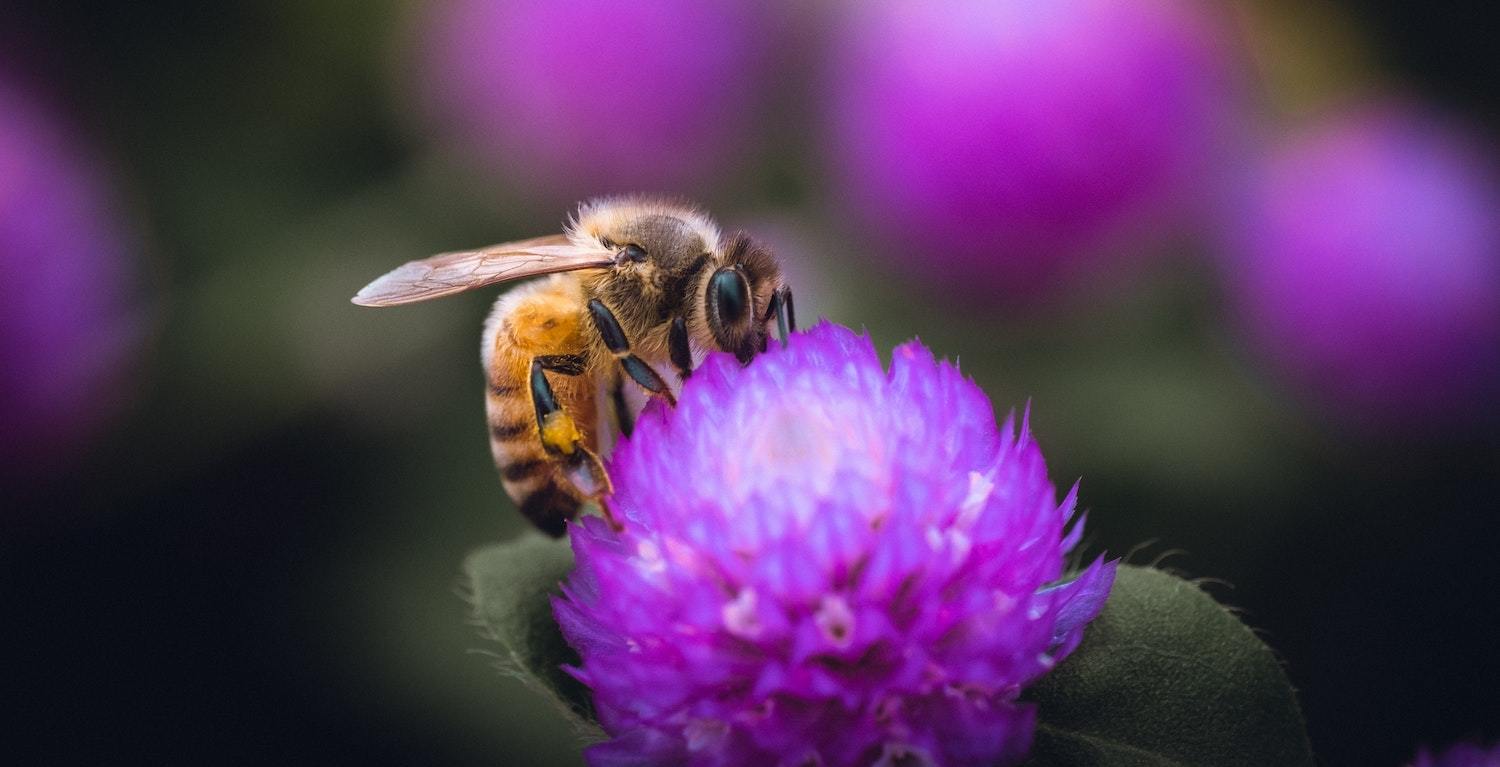 Honeybee On A Plant