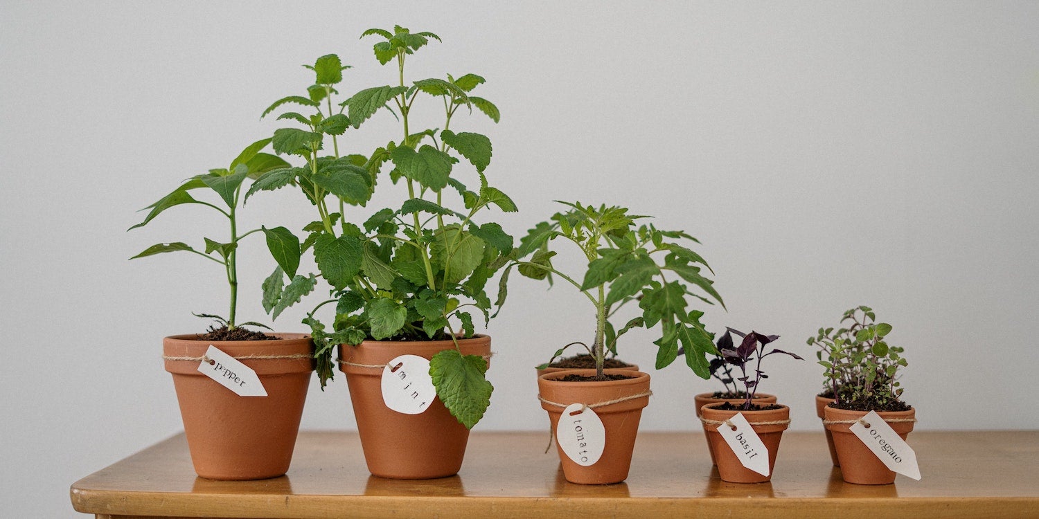 Indoor Garden - Plants on Table