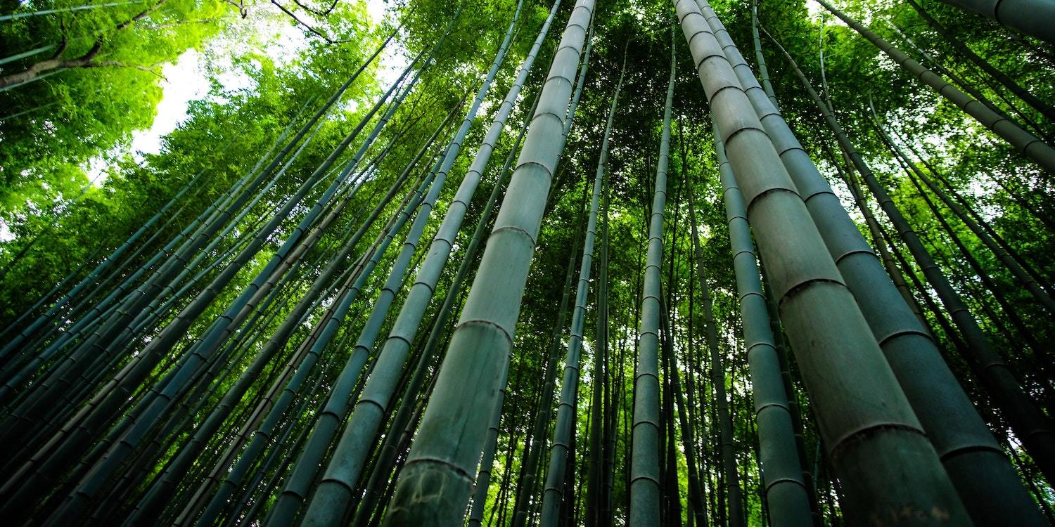 Bamboo  Project Regeneration