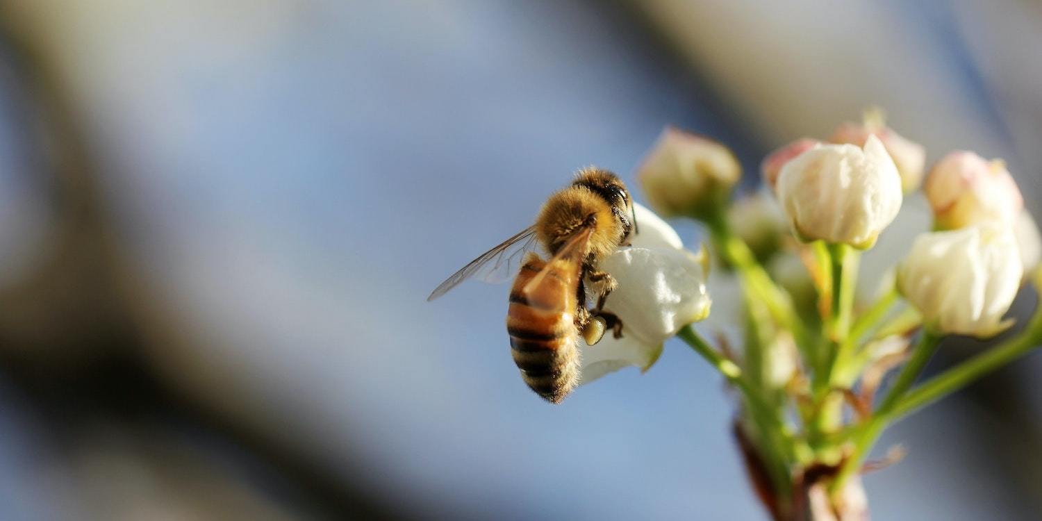 Honeybee on Flower