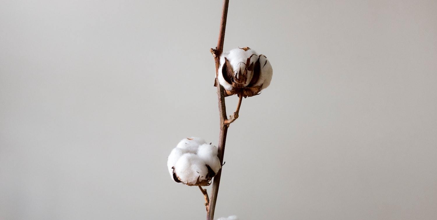 Cotton Plant Budding
