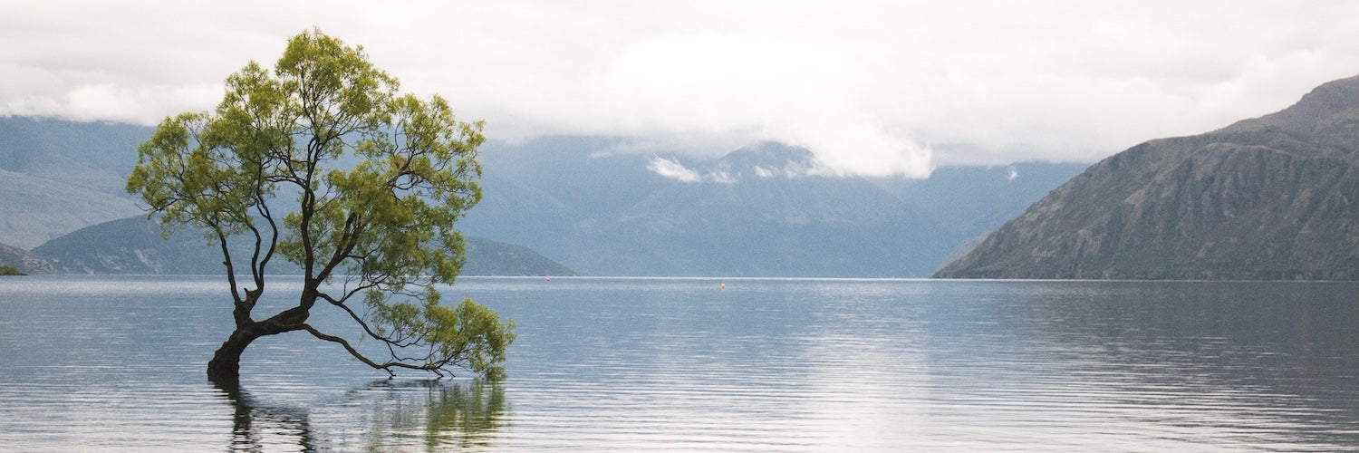 Wanaka Tree - tree on a lake