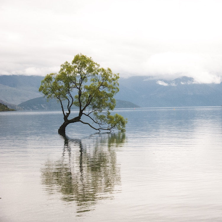 Wanaka Tree - tree on a lake