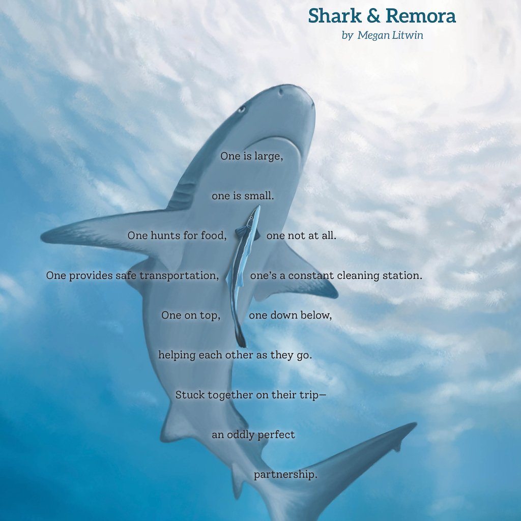 Friends & Anemones Ocean Poems for Children - Book Cover