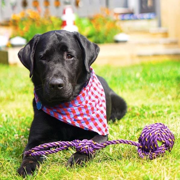 Lobster Rope Dog Toy